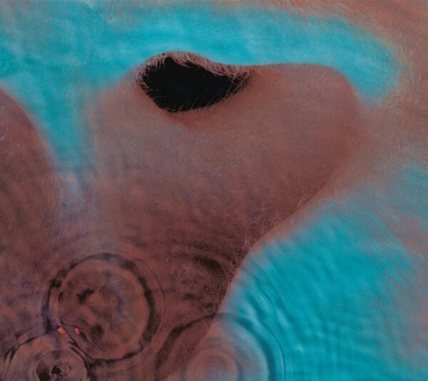 Pink Floyd – Meddle [Vinyl LP]